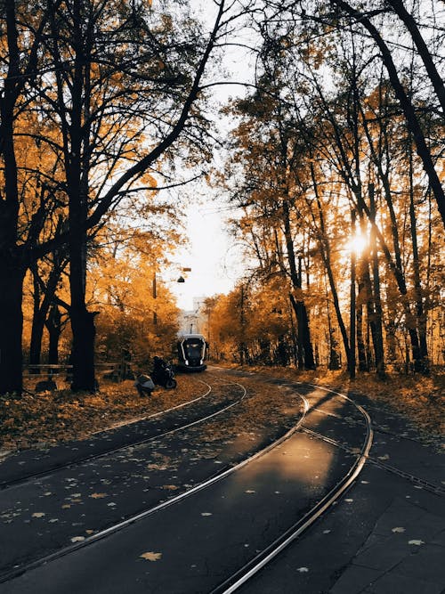 Darmowe zdjęcie z galerii z drzewa, jesień, linie tramwajowe