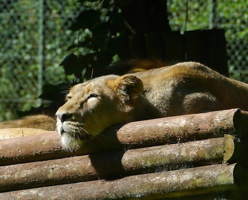 Free stock photo of lioness, nature park, resting Stock Photo