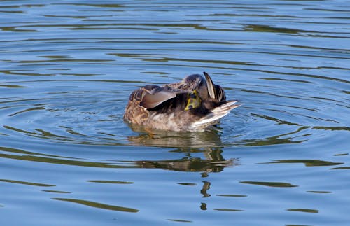 Free stock photo of duck, lake Stock Photo