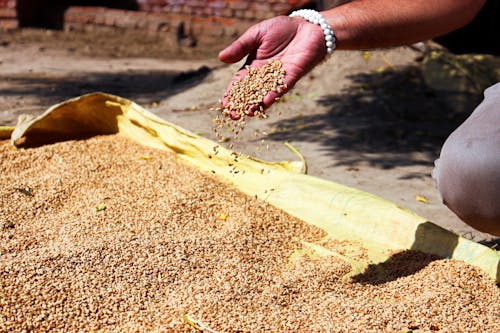 Close-up Photo of Wheat Grains on Person's Hand