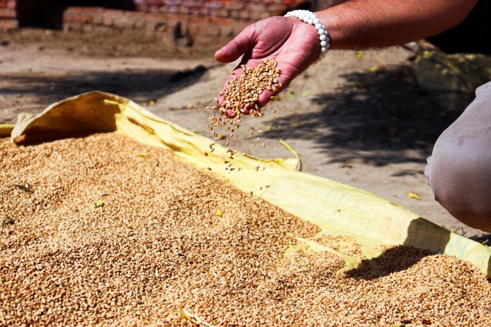 Indian Basmati rice — premium long-grain aromatic rice exported globally