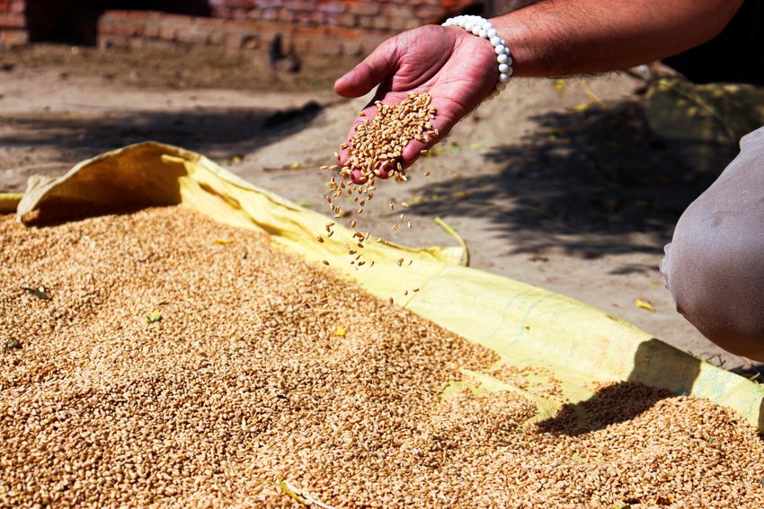 Wheat grains being handled from a sack