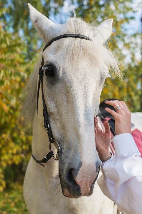 Free Beautiful close-up of a Lipizzan horse being groomed outdoors in autumn. Stock Photo