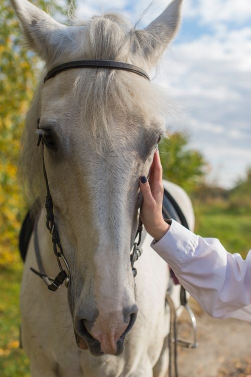 Free A person gently caressing a white Lipizzan horse outdoors, showcasing its calm nature. Stock Photo
