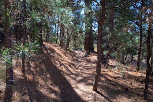 Coniferous Trees in a Forest 