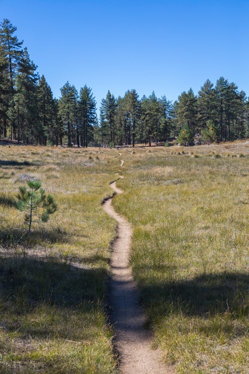 Footpath between Grasslands