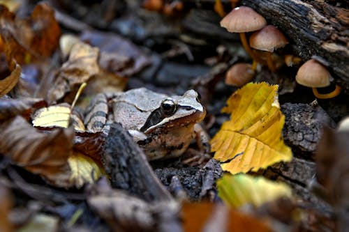 Agile Frog in Macro Photography 