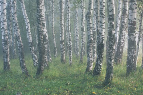 Trees standing on Green Grass