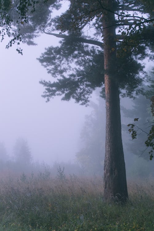 Green Tree on Foggy Weather