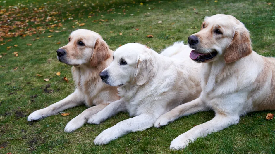 golden retrievers calm down