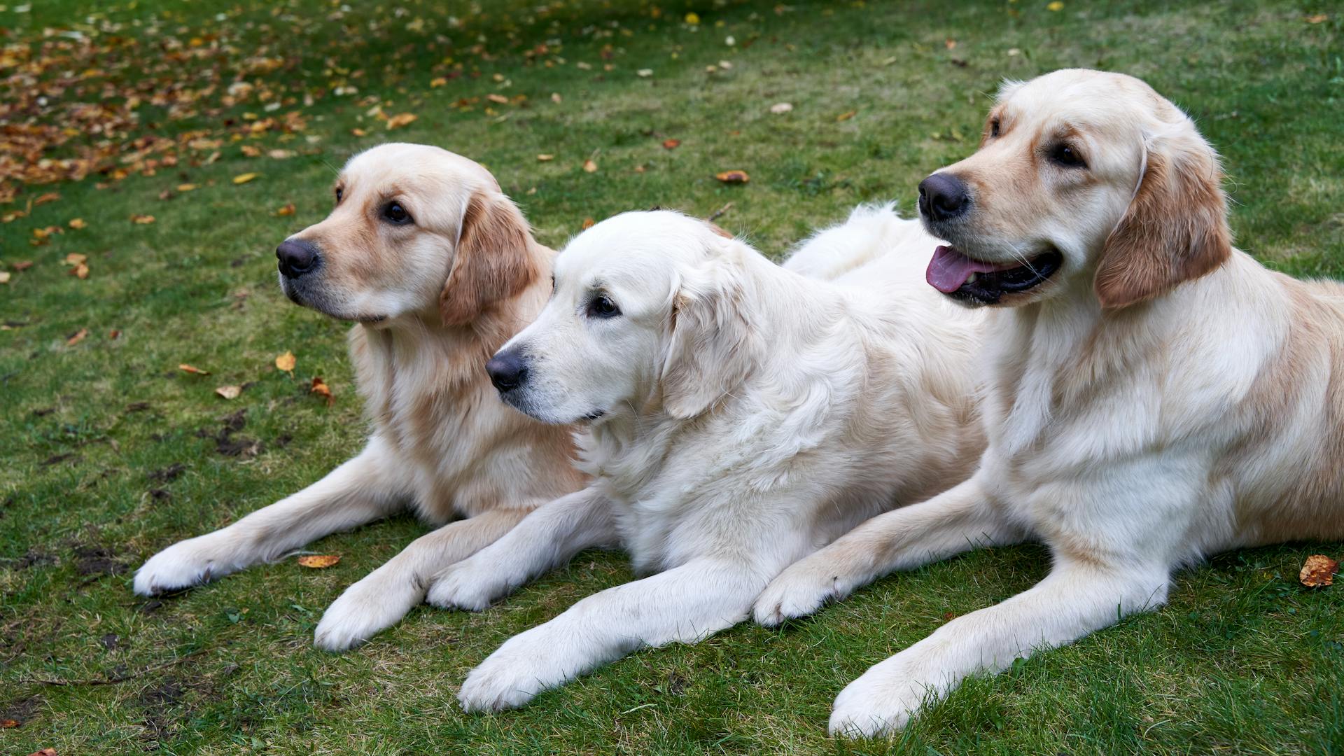 Dogs Lying on Green Grass Field