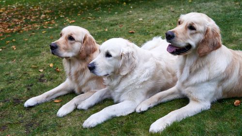 Free Three golden retrievers lying on green grass, enjoying a peaceful outdoor day. Stock Photo
