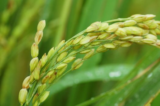 Close-up Photography of Green Wheat Plants