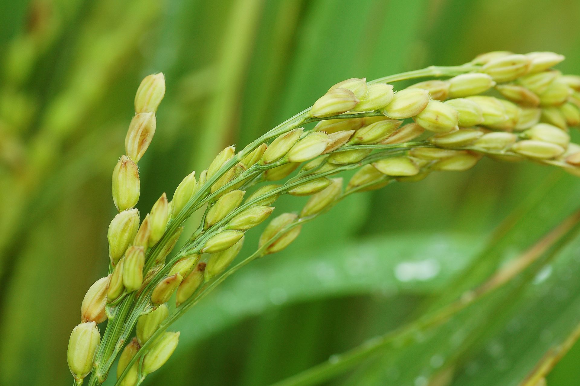 Detailed shot of green rice grains growing in an outdoor field.