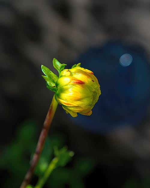 Close Up Photo of a Yellow Flower 