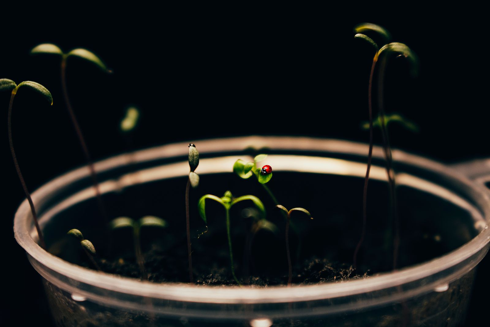 Humidity Domes for Seedlings: Unlocking Your Best Grow Yet