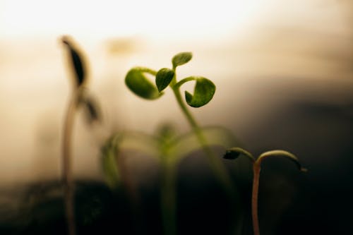 Macro Photography of Leaves