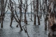 Brown Bare Tree on Water