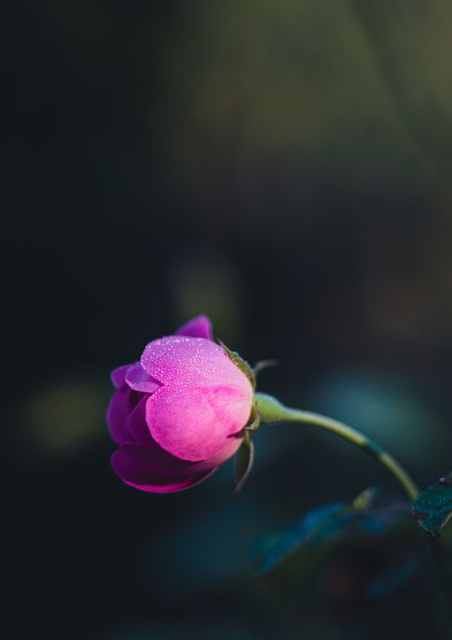 Free Close-up of a vibrant pink rosebud with dew droplets against a blurred background, showcasing nature's beauty. Stock Photo