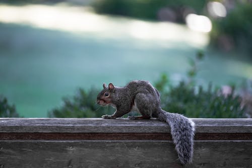 Free Brown Squirrel on Brown Wooden Surface Stock Photo
