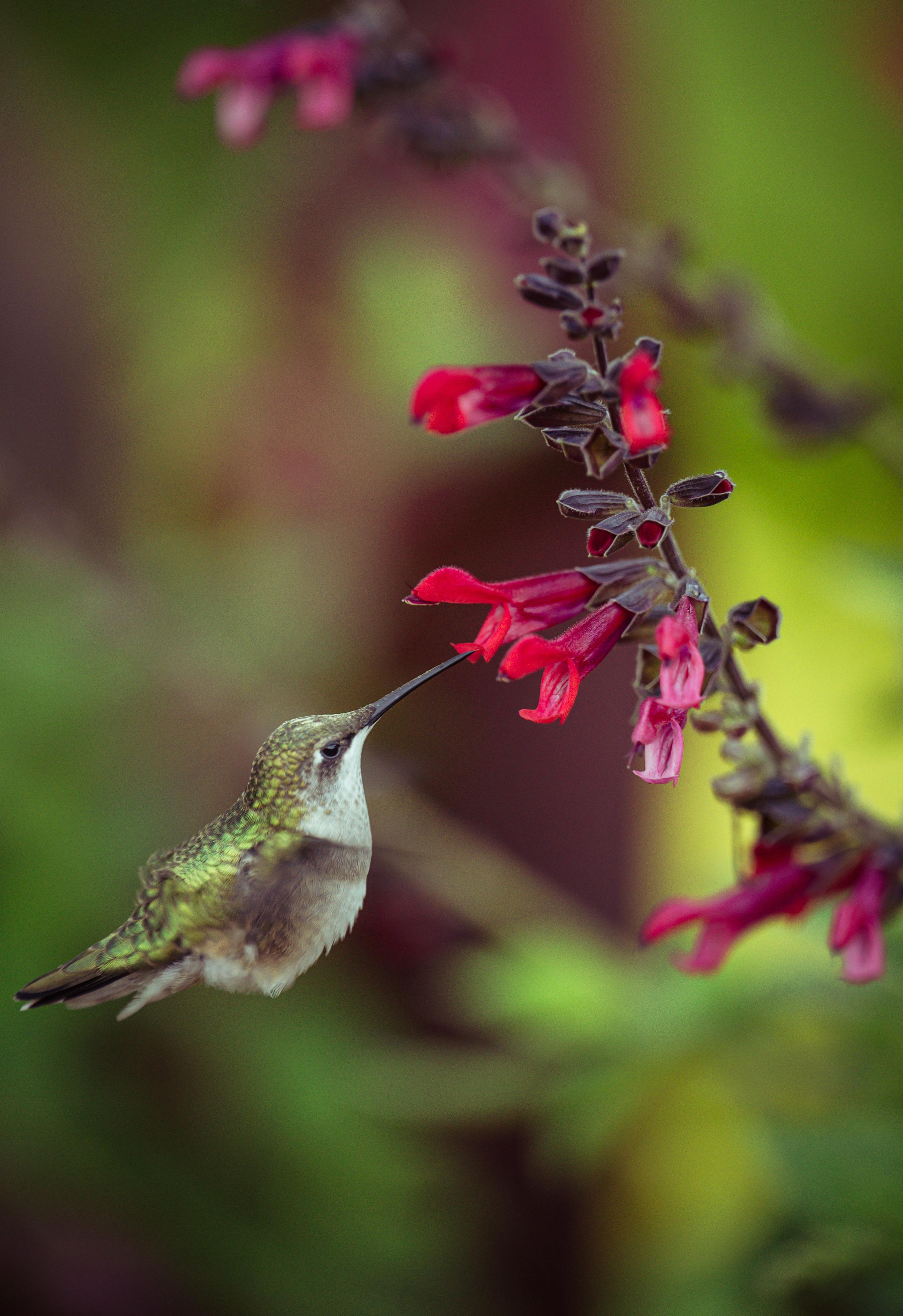 Closeup of a Hummingbird Drinking Nectar from a Flower · Free Stock Photo