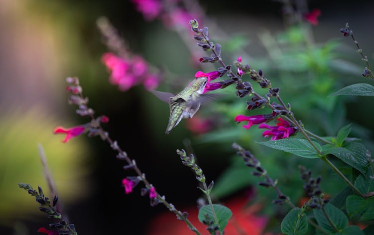 Flying Bird Near The Pink Flower 