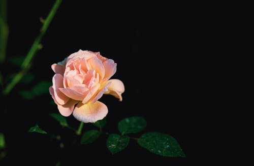 Free  Close Up Photography of Rose in Bloom Stock Photo