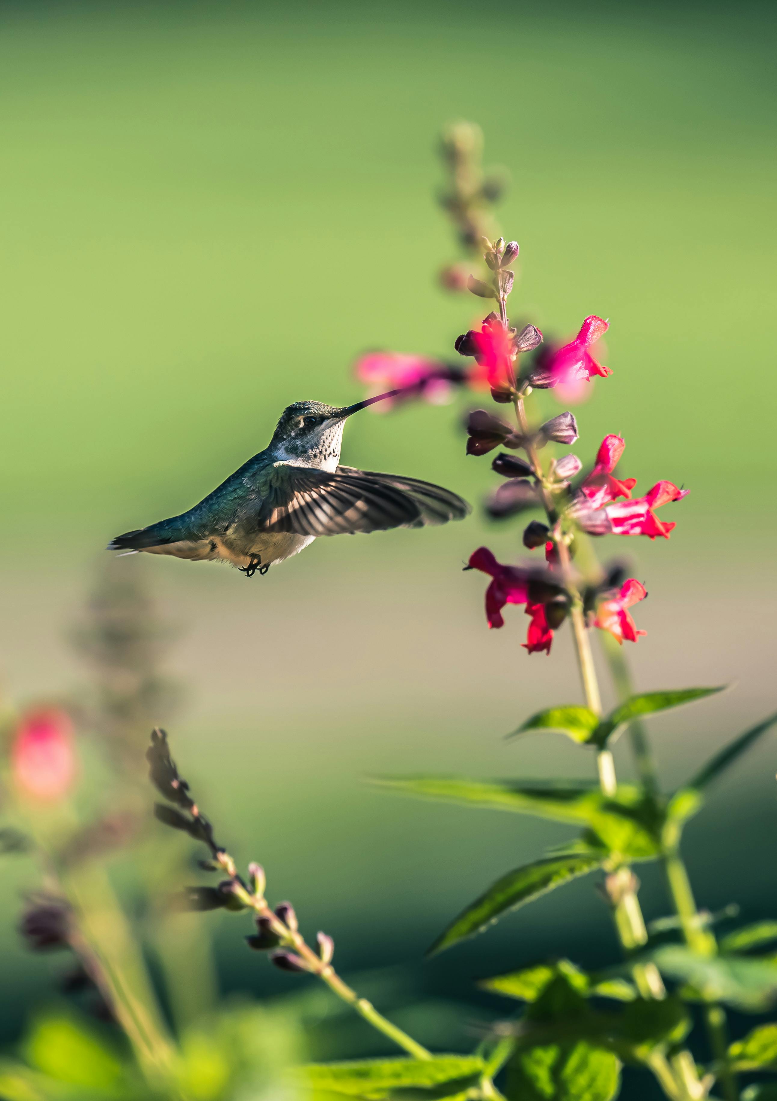 bird with long beak flying near the flowers