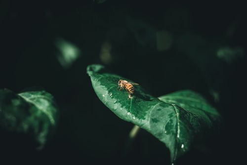 Free A close-up view of a honey bee on a wet leaf with a blurred background, capturing nature's delicate balance. Stock Photo