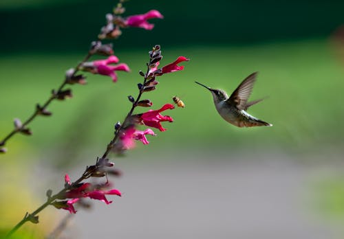 คลังภาพถ่ายฟรี ของ การถ่ายภาพนก, การบิน, ดอกไม้