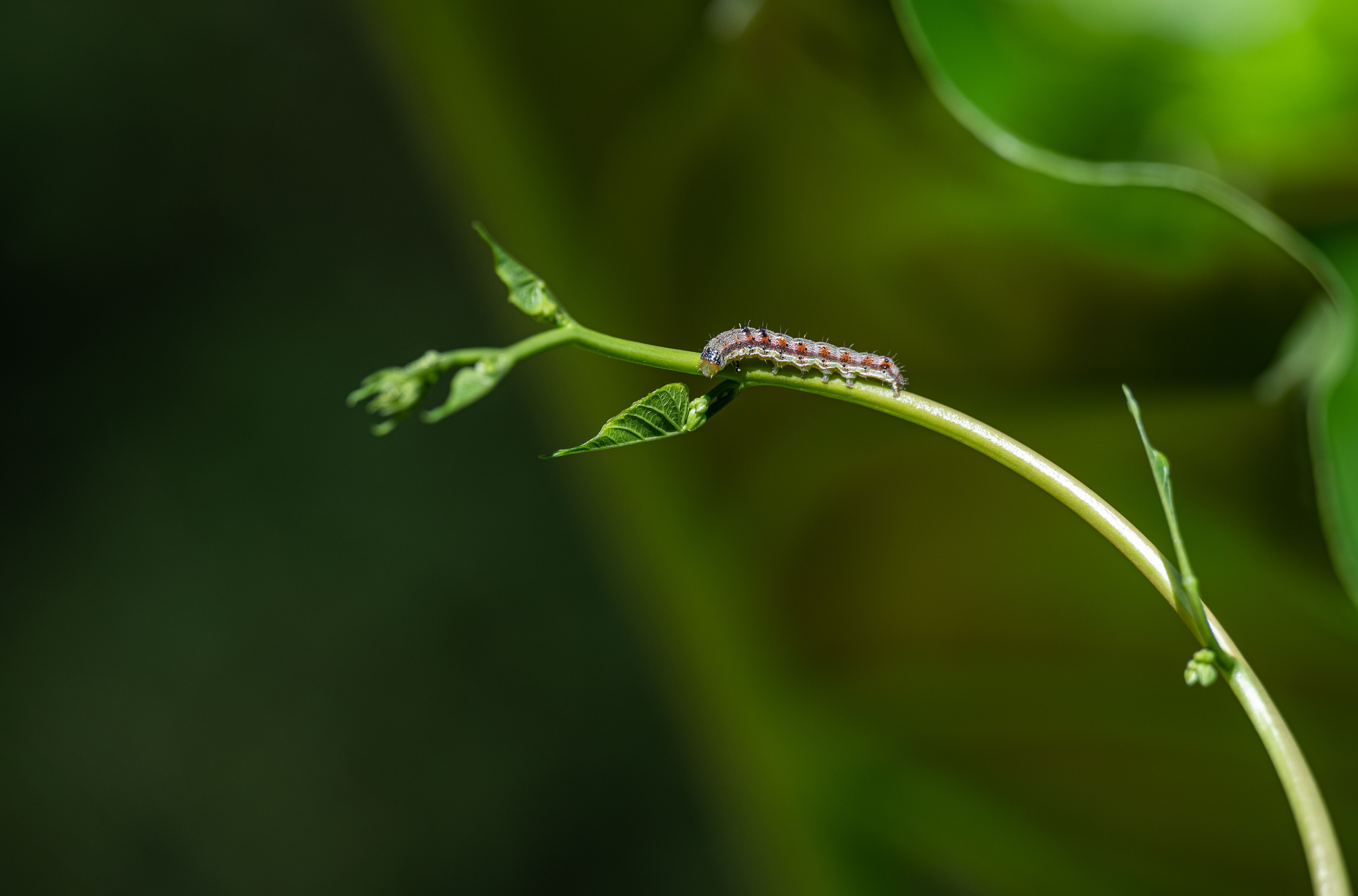 A macro photo of a caterpillar on a leaf, with an arrow showing volatile compounds drifting to nearby plants