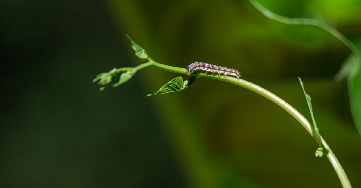 A macro photo of a caterpillar on a leaf, with an arrow showing volatile compounds drifting to nearby plants