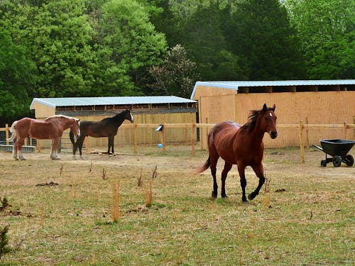 Бесплатное стоковое фото с животные, лошади, ферма
