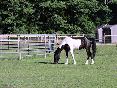 Free stock photo of domestic animals, grazing, horse