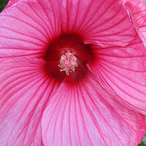 Kostnadsfri bild av blomma, närbild, rosa