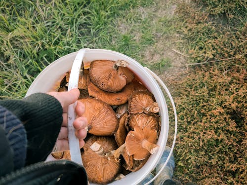 Mushrooms in White Plastic Bucket