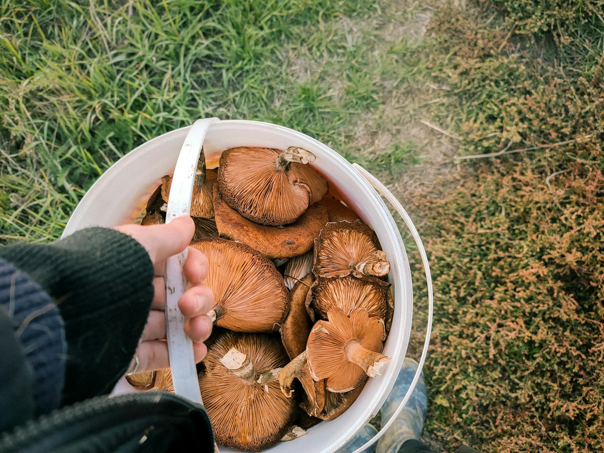 Top view of wild chanterelle mushrooms freshly picked in a plastic bucket outdoors.