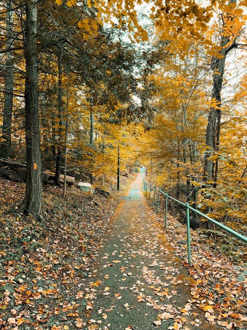 Fallen Leaves on a Paved Walkway