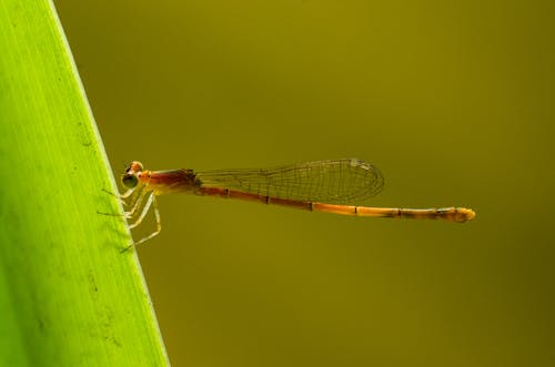 Free stock photo of depth of field, discovering the insect world, dragonfly