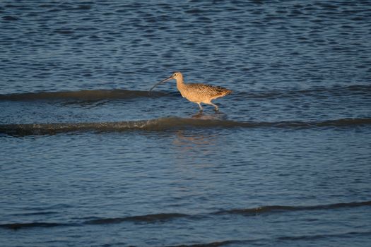 A Curlew in the Water 