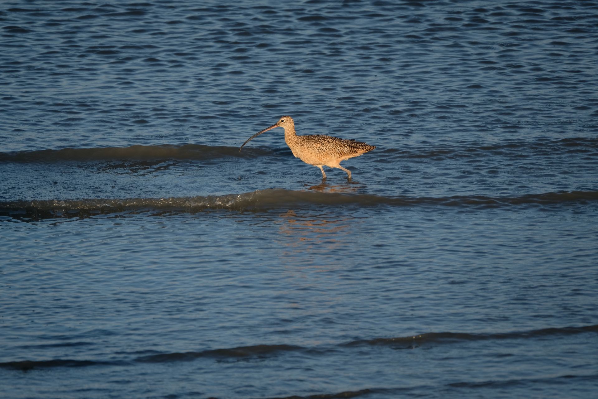 A long-billed curlew wades in the serene waters of San Francisco Bay, capturing the essence of coastal wildlife.