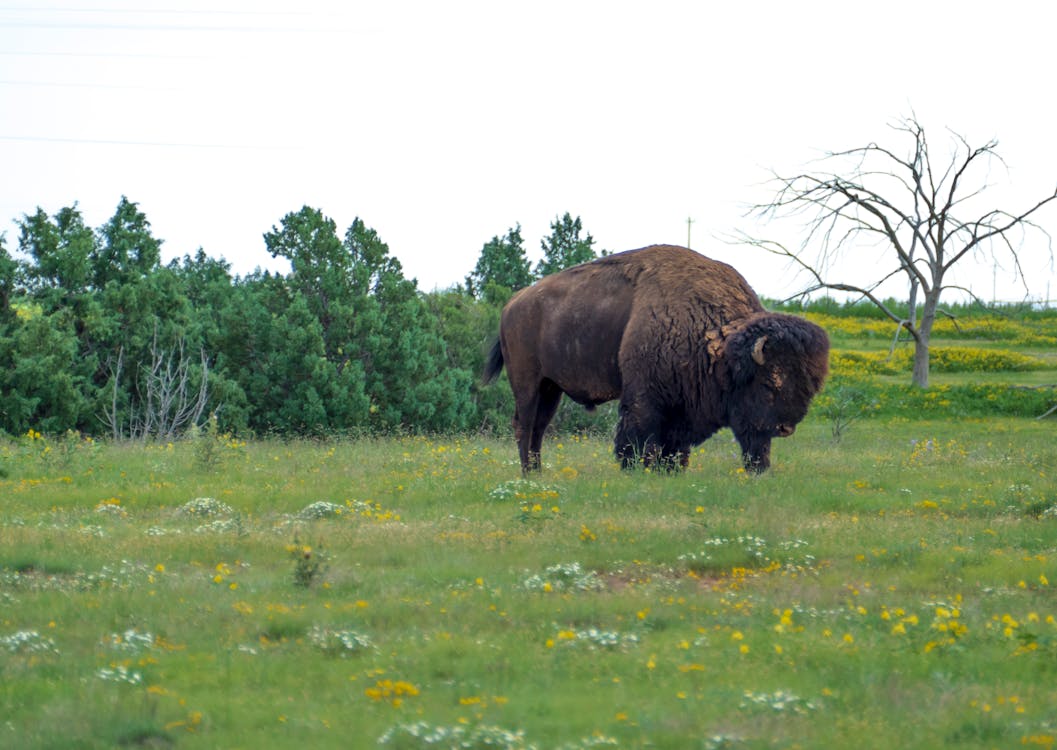 Free stock photo of animal, bison, mammal