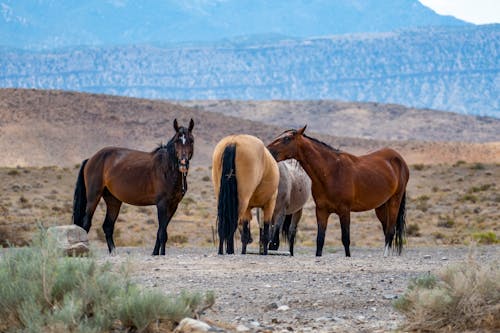 Free stock photo of animal, arid, desert