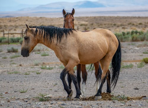 Free stock photo of animal, arid, desert