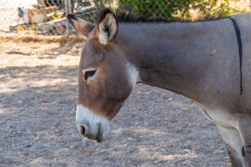 Free stock photo of animal, burro, donkey