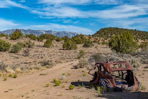 An Abandoned Car Near Green Trees