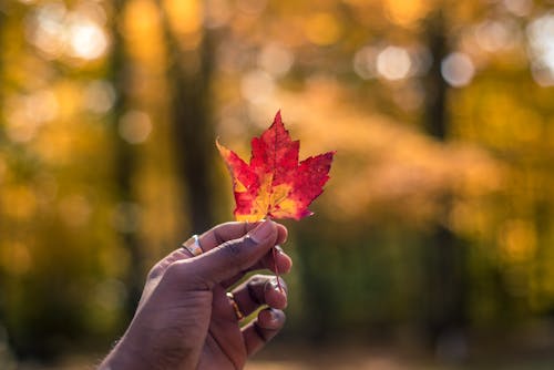 Yellow and Red Leaf in Hand