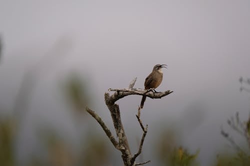 Free A Bird Perched on a Branch Stock Photo