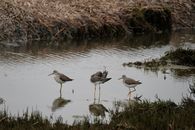 Flock of Birds on Water