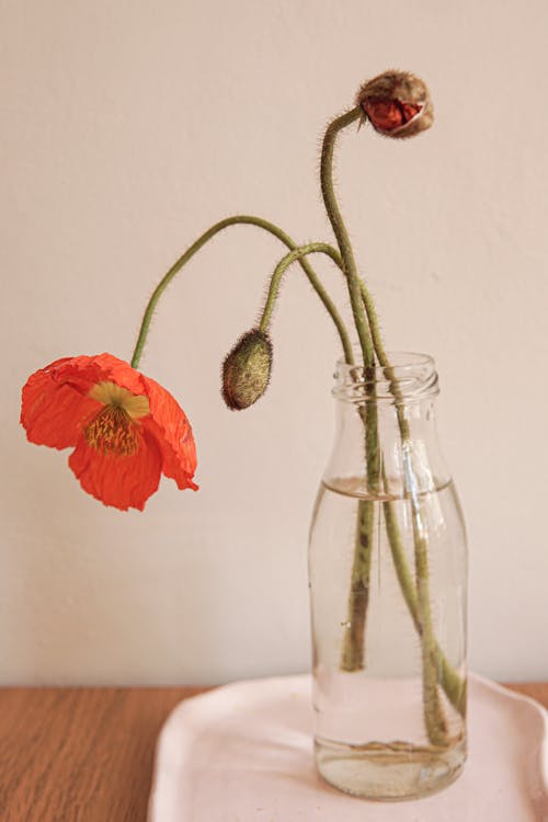 Photos gratuites de bouteille en verre, coquelicot, fermer